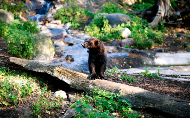 Un ours du zoo d'Helsinki, sur l'ile de Korkeasaari (Photo archive Zoo Helsinki)