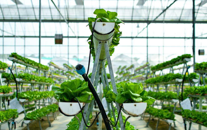 Agriculture hydrologique (photo d'illustration - Adobe Stock) Agriculture hydrologique (photo d'illustration - Adobe Stock)