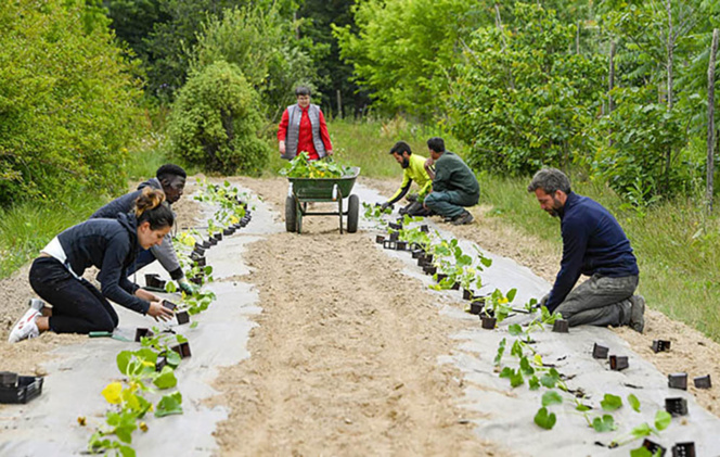 Une tonne de pommes de terre et des sillons entiers de courges ont été plantés à la pépinière municipale, avec l’aide des bénévoles de l’association EmpowerNantes (Photo site Nantes Métropole)