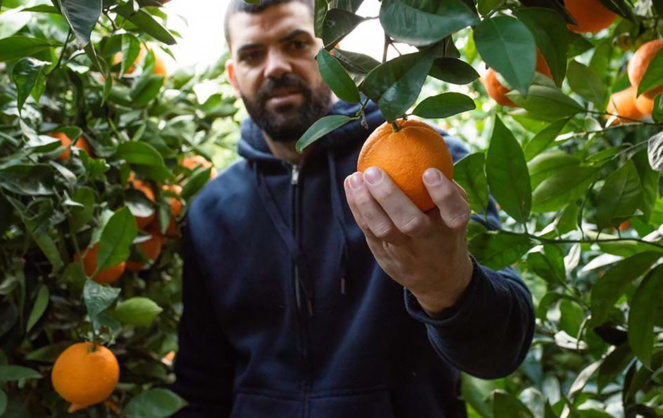 Les orangers du "Jardín del Gordo" à Villar del Arzobispo (Espagne). Des oranges élevées à maturité, que l’on peut recevoir à domicile, partout dans le monde. (Photo Jardin del Gordo) Les orangers du "Jardín del Gordo" à Villar del Arzobispo (Espagne). Des oranges élevées à maturité, que l’on peut recevoir à domicile, partout dans le monde. (Photo Jardin del Gordo)