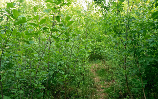 Au bout de trois ans la microforêt est suffisamment dense pour que reconstituer un écosystème (Photo Urban Forest)