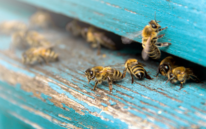 La bonne santé des abeilles est un indicateur de l'état de la biodiversité (Photo Adobe Stock)