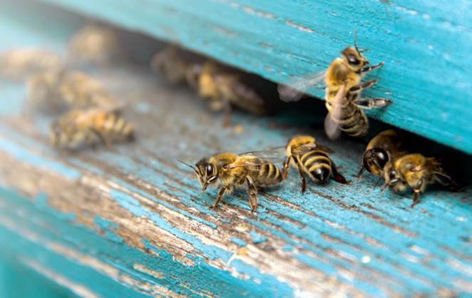 La bonne santé des abeilles est un indicateur de l'état de la biodiversité (Photo Adobe Stock) La bonne santé des abeilles est un indicateur de l'état de la biodiversité (Photo Adobe Stock)