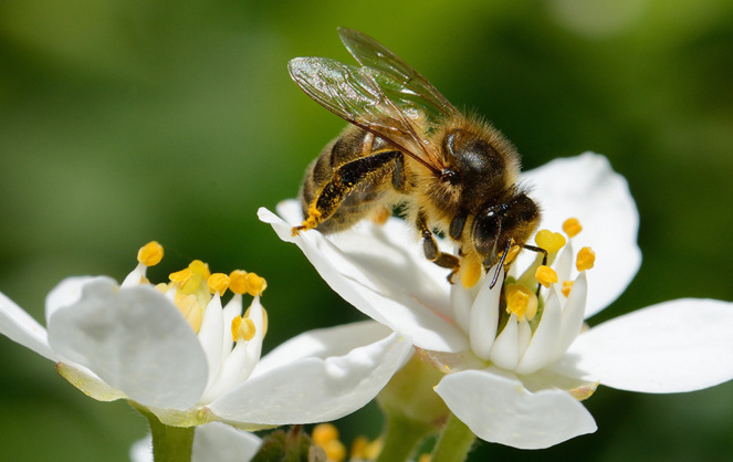 Innovation : BeeGuard compte les abeilles par vidéo embarquée