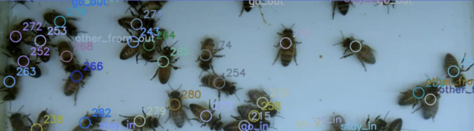 Innovation : BeeGuard compte les abeilles par vidéo embarquée