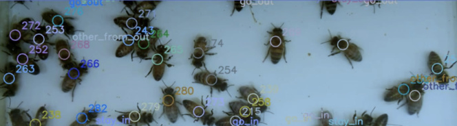 Innovation : BeeGuard compte les abeilles par vidéo embarquée Innovation : BeeGuard compte les abeilles par vidéo embarquée