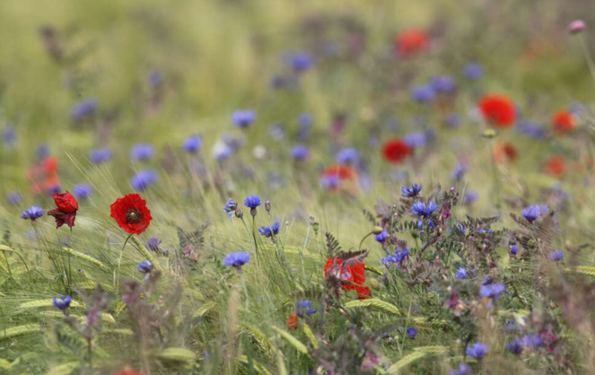 La nature est tellement plus belle quand on la préserve (Crédit photo : Régis Descamps / OFB)