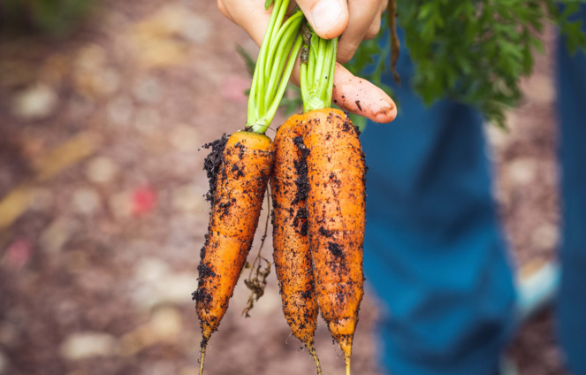 De bons légumes, parfois tordus, mais bon à la consommation ( Crédit photo Markus Spiske · Photographie - Pexels) De bons légumes, parfois tordus, mais bon à la consommation ( Crédit photo Markus Spiske · Photographie - Pexels)