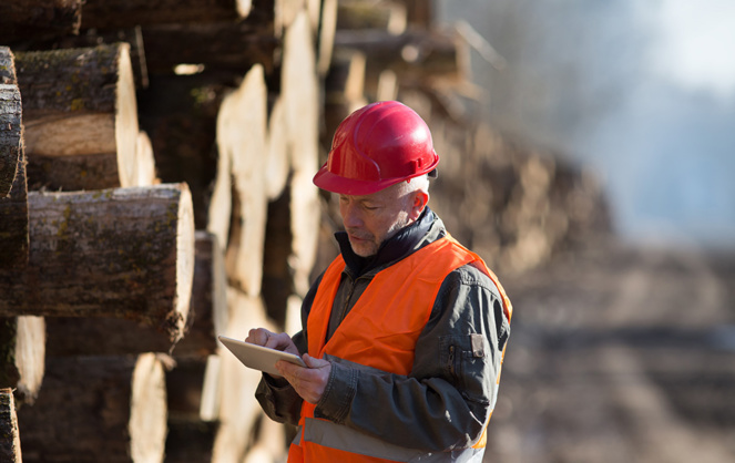 Le bois est sans cesse renouvelé dans les forêts française grâce à une gestion raisonnée (Photo d'illustration Adobe Stock)