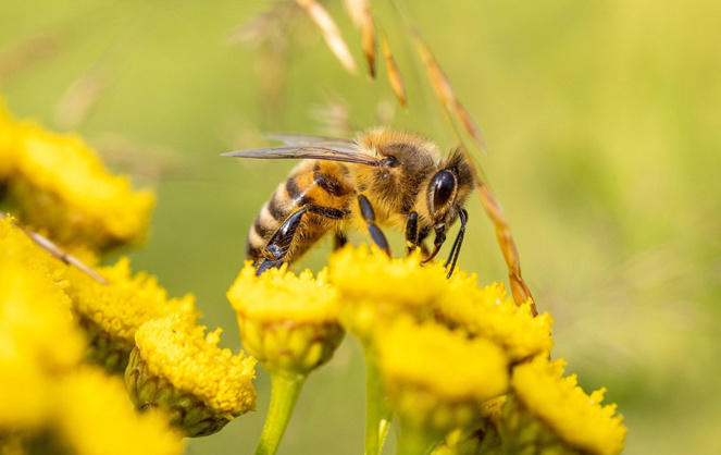 Devenons acteurs de la sauvegarde de la planète en votant pour les abeilles (photo d'illustration Pixabay)