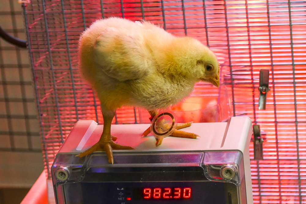 Un poussin connecté pour mieux gérer l'alimentation de la population avicole