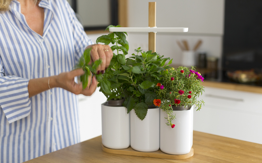 le jardin d'intérieur Smart Lilo ( photo Prête à pousser)