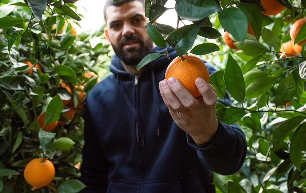Les orangers du "Jardín del Gordo" à Villar del Arzobispo (Espagne). Des oranges élevées à maturité, que l’on peut recevoir à domicile, partout dans le monde. (Photo Jardin del Gordo)