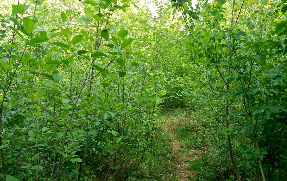 Au bout de trois ans la microforêt est suffisamment dense pour que reconstituer un écosystème (Photo Urban Forest) Au bout de trois ans la microforêt est suffisamment dense pour que reconstituer un écosystème (Photo Urban Forest)