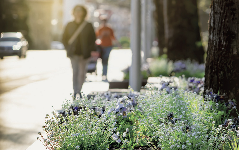 les pieds d'arbre peuvent constituer des lieux privilégiés pour les plantations urbaines (photo Ville de Cusset) les pieds d'arbre peuvent constituer des lieux privilégiés pour les plantations urbaines (photo Ville de Cusset)