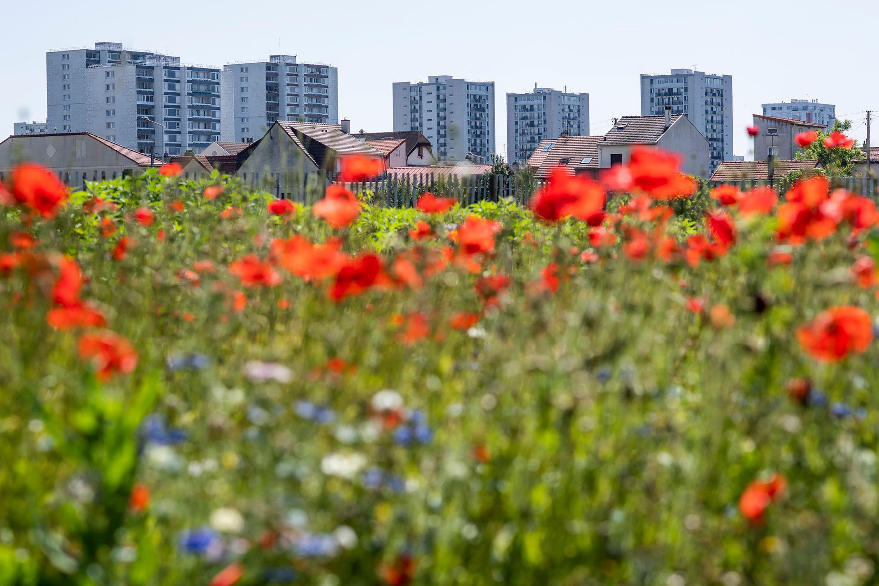 Une ferme urbaine à Saint-Denis, source : Facebook Zone Sensible/Parti Poétique