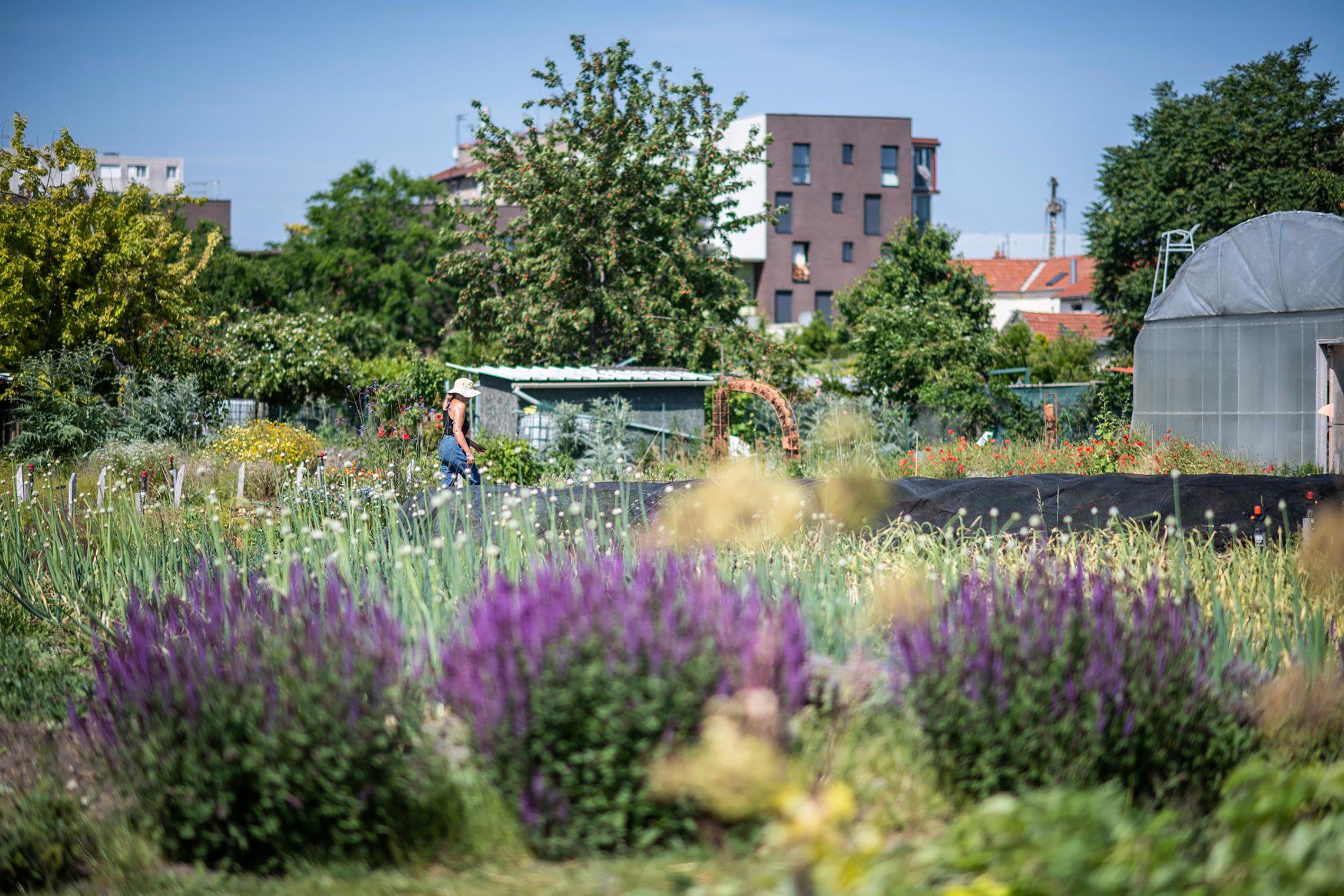 Une ferme urbaine à Saint-Denis, source : Facebook Zone Sensible/Parti Poétique