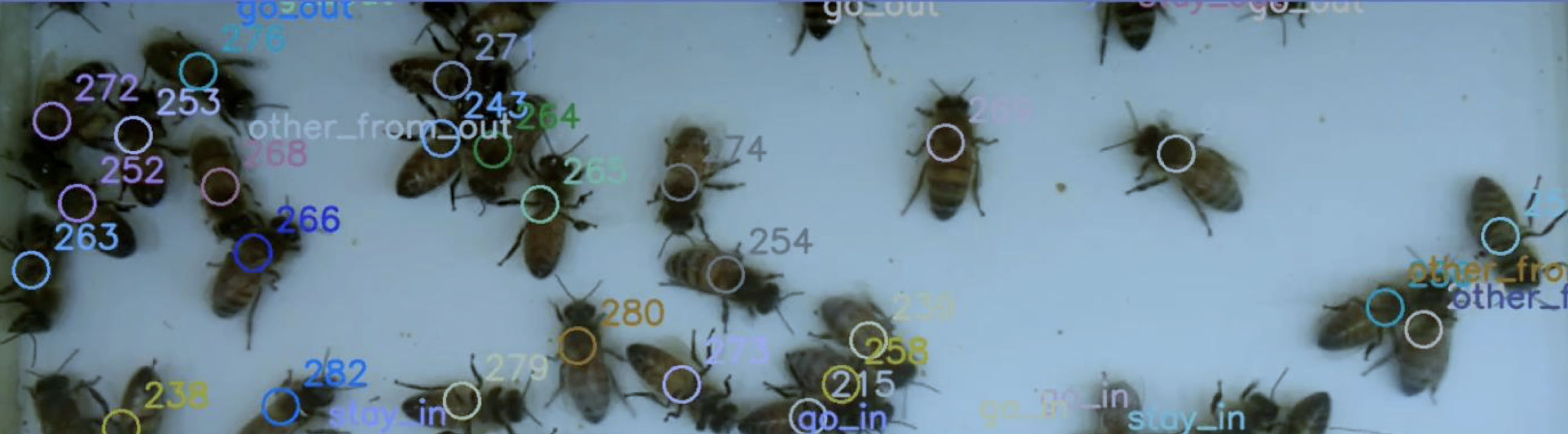 Innovation : BeeGuard compte les abeilles par vidéo embarquée Innovation : BeeGuard compte les abeilles par vidéo embarquée