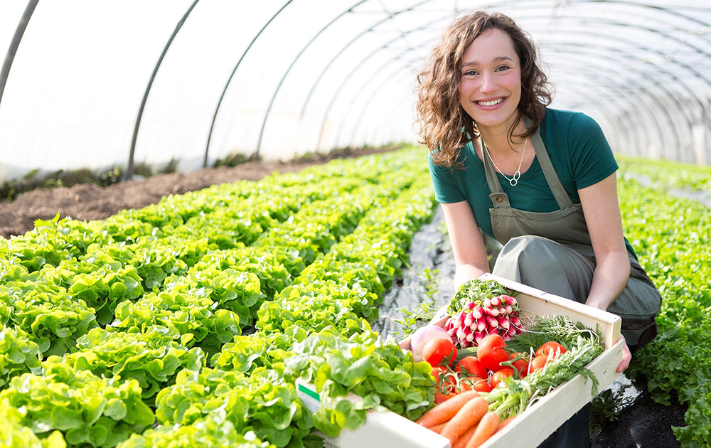 Une plateforme qui aide les petits producteurs et les restaurateurs à trouver des solutions locales d’approvisionnement (photo Coclicaux)