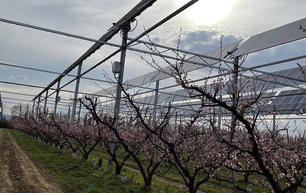 Le persiennes solaires de Sun'Agri, au-dessus des vergers de la Drôme (Photo Sun'Agri)