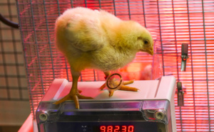 EsaConnect : le numérique pour améliorer la compétitivité et la rentabilité de l’exploitation agricole EsaConnect : le numérique pour améliorer la compétitivité et la rentabilité de l’exploitation agricole