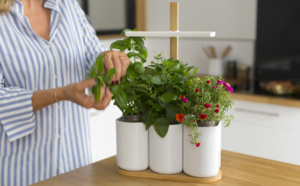 Smart Lilo : un potager connecté dans votre cuisine