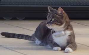 Avec Weenect Cats ne perdez-plus votre chat ! Avec Weenect Cats ne perdez-plus votre chat !