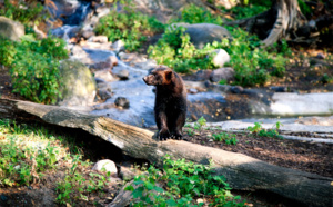 Au zoo d'Helsinki, l'IoT permet de tester l'impact du bruit urbain sur les animaux Au zoo d'Helsinki, l'IoT permet de tester l'impact du bruit urbain sur les animaux