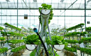 Les fermes urbaines une filière agricole en pleine croissance Les fermes urbaines une filière agricole en pleine croissance