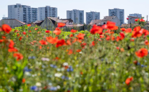 A Saint-Denis : pollinisation en zone urbaine