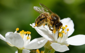 Innovation : BeeGuard compte les abeilles par vidéo embarquée