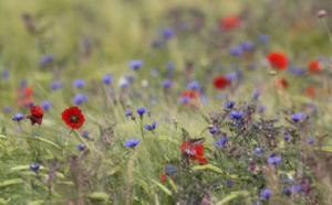 France Relance : L’Office Français de la Biodiversité soutient plus de 100 projets territoriaux